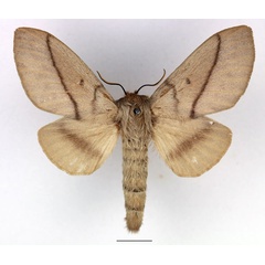 /filer/webapps/moths/media/images/M/madagascariensis_Borocera_AF_Basquin_02.jpg