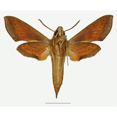 /filer/webapps/moths/media/images/C/charis_Basiothia_AF_Basquinb.jpg