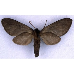 /filer/webapps/moths/media/images/F/fusca_Metarctia_NAT_BMNH_02.jpg