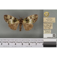 /filer/webapps/moths/media/images/L/leucopicta_Dasychira_AT_BMNHa.jpg