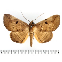 /filer/webapps/moths/media/images/D/discipuncta_Blasticorhinus_AM_BMNH_01.jpg
