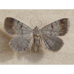 /filer/webapps/moths/media/images/R/rufirena_Plecoptera_A_Butler.jpg