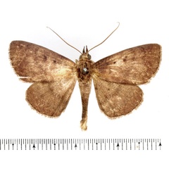 /filer/webapps/moths/media/images/I/isocyma_Saroba_AM_BMNH.jpg
