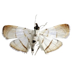 /filer/webapps/moths/media/images/T/trilinealis_Trichophysetis_HT_BMNH.jpg