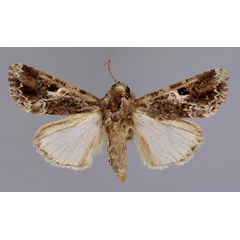 /filer/webapps/moths/media/images/M/mauritia_Spodoptera_A_RMCA_01.jpg