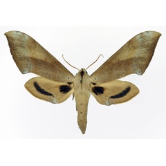 /filer/webapps/moths/media/images/G/grandidieri_Dargeclanis_AF_Basquin.jpg