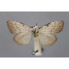 /filer/webapps/moths/media/images/S/spermophaga_Meganola_PT_BMNH.jpg