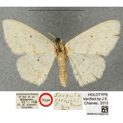 /filer/webapps/moths/media/images/C/cornishi_Scopula_HT_BMNH.jpg