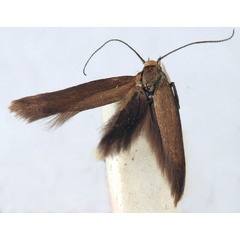 /filer/webapps/moths/media/images/S/sciochalca_Scythris_HT_BMNH.jpg