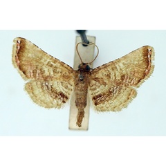 /filer/webapps/moths/media/images/R/roseola_Rhodoneura_AM_TMSA_02.jpg