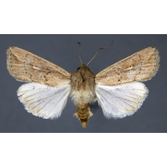 /filer/webapps/moths/media/images/U/usta_Mythimna_AF_ISEA.jpg