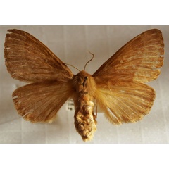 /filer/webapps/moths/media/images/T/trifolii_Lasiocampa_AF_Stroehle_05.jpg