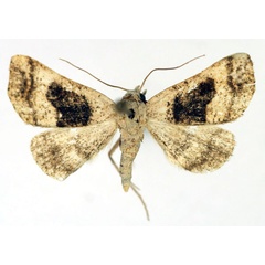 /filer/webapps/moths/media/images/O/omoptila_Baniana_AM_Aulombard.jpg