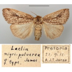 /filer/webapps/moths/media/images/N/nigripulverea_Laelia_HT_TMSA.jpg