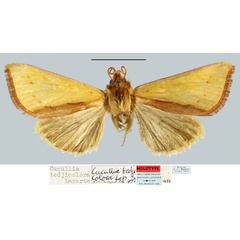 /filer/webapps/moths/media/images/T/tedjicolora_Cucullia_HT_MNHN.jpg