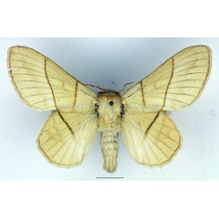 /filer/webapps/moths/media/images/M/monteiroi_Trichopisthia_AF_Basquin_01.jpg