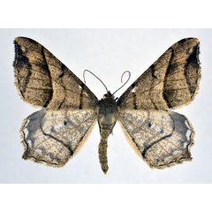/filer/webapps/moths/media/images/C/curvilineata_Chiasmia_AM_NHMO.jpg