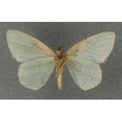 /filer/webapps/moths/media/images/T/tornata_Heterorachis_HT_BMNHb.jpg