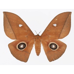 /filer/webapps/moths/media/images/N/niepelti_Lobobunaea_AF_Basquina.jpg