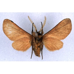 /filer/webapps/moths/media/images/D/didyma_Metarctia_HT_BMNH_02.jpg