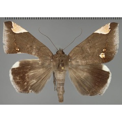 /filer/webapps/moths/media/images/J/jamesoni_Achaea_AM_Fiebig.jpg