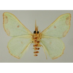 /filer/webapps/moths/media/images/W/wiltshirei_Victoria_HT_ZSMb.jpg