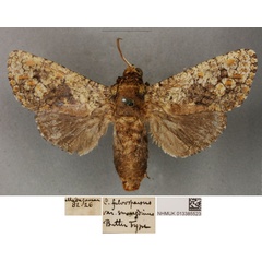 /filer/webapps/moths/media/images/S/smaragdinus_Cossus_STM_BMNH_02.jpg