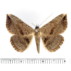 /filer/webapps/moths/media/images/M/marchalii_Maxera_AF_BMNH_01.jpg