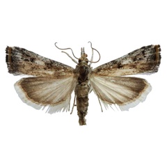/filer/webapps/moths/media/images/T/transversalis_Hyperlais_AM_BMNH.jpg