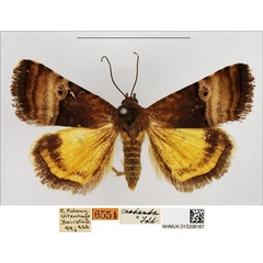 /filer/webapps/moths/media/images/M/madanda_Ozarba_AM_NHMUK.jpg