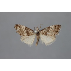 /filer/webapps/moths/media/images/D/diplozona_Meganola_HT_BMNH.jpg