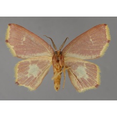 /filer/webapps/moths/media/images/R/rubripennis_Chrysocraspeda_A_ZSM_04.jpg