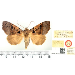 /filer/webapps/moths/media/images/C/cordifera_Serrodes_HT_BMNH.jpg