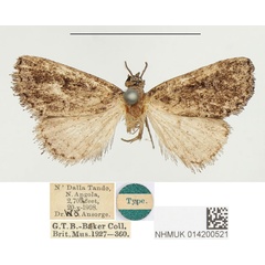 /filer/webapps/moths/media/images/N/nyctopa_Eublemma_HT_BMNH.jpg