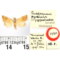 /filer/webapps/moths/media/images/P/pyrastodes_Eublemma_HT_BMNH.jpg