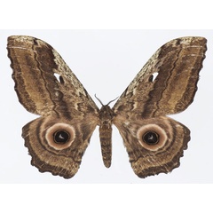 /filer/webapps/moths/media/images/E/ethra_Athletes_AF_Basquina.jpg