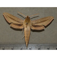 /filer/webapps/moths/media/images/B/balsaminae_Hippotion_A_Goff_02.jpg