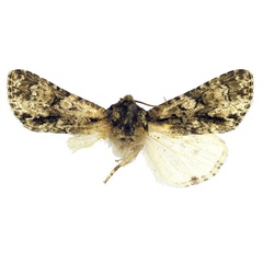 /filer/webapps/moths/media/images/H/hemileuca_Craniophora_NT_MSNM.jpg