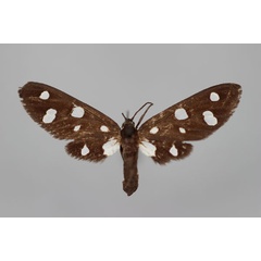 /filer/webapps/moths/media/images/M/moerens_Melanonaclia_HT_BMNH.jpg