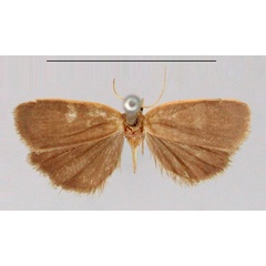 /filer/webapps/moths/media/images/F/flavicosta_Pusiola_AM_BMNH.jpg