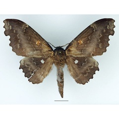 /filer/webapps/moths/media/images/E/excavata_Mimopacha_AF_Basquin_02.jpg