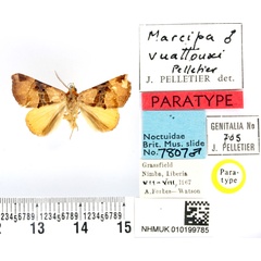 /filer/webapps/moths/media/images/V/vuattouxi_Marcipa_PTM_BMNH.jpg