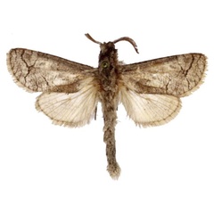 /filer/webapps/moths/media/images/C/catalai_Diogodiasia_HT_BMNH.jpg