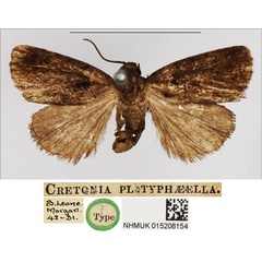 /filer/webapps/moths/media/images/P/platyphaeella_Cretonia_HT_NHMUK.jpg