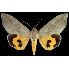 /filer/webapps/moths/media/images/L/lequeuxi_Eudocima_HT_BMNH.jpg