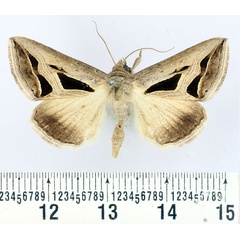 /filer/webapps/moths/media/images/O/obstans_Cuneisigna_AM_BMNH.jpg