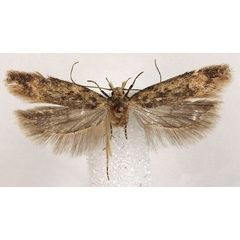 /filer/webapps/moths/media/images/S/subroseata_Scrobipalpa_AF_BMNH.jpg