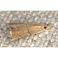 /filer/webapps/moths/media/images/S/sharporum_Ptychopseustis_AM_Heynsa.jpg