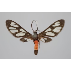 /filer/webapps/moths/media/images/H/hemiphoenica_Amata_HT_BMNH.jpg