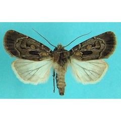 /filer/webapps/moths/media/images/C/caffra_Agrotis_AF_Legrain.jpg